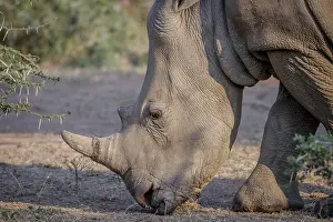 Side profile of a White rhino in South Africa