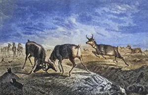 Pronghorn antelope, pronghorn animal