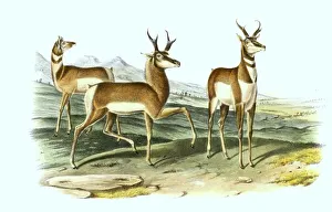 Pronghorn, also known as pronghorn
