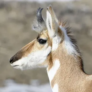 Pronghorn... Pronghorn (Antilocapra americana) pronghorn