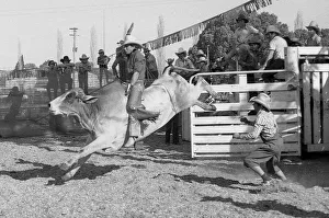 PROSTON, AUSTRALIA, CIRCA 1980: Unidentified contestant rides a bull during a small town rodeo