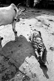 Prostrate man praying and cow Jagannath temple Puri Orissa Asia India 1977