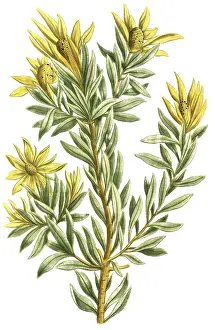 Protea scolymocephala, also known as thistle protea or thistle sugar bush