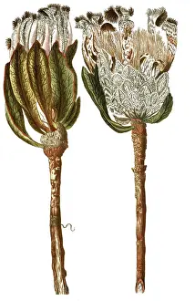 Protea scolymocephala, also thistle protea or thistle sugar bush