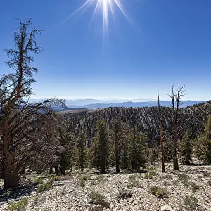 Protected area Ancient Bristlecone Pine Forest