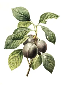 Prunus domestica, plum or cultivated plum