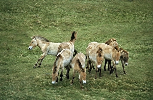 Przewalski Horse, Herd