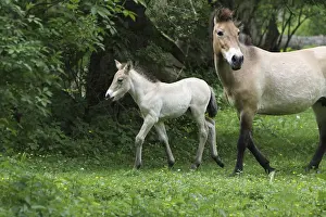 Przewalski horses