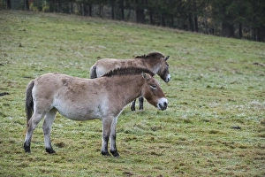 Two Przewalski horses (Equus ferus przewalskii) native to the steppes of Mongolia