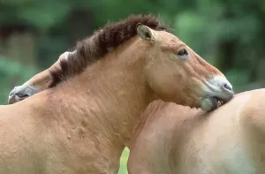 Przewalski-Pferde, Paar, Grooming