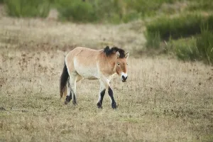 Przewalski's horse (Equus ferus przewalskii)