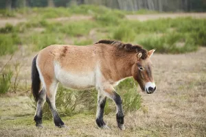 Przewalski's horse (Equus ferus przewalskii)