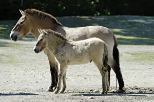 Przewalski's Horse (Equus ferus przewalskii)