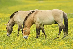 Two przewalski's horse (Equus ferus przewalskii)
