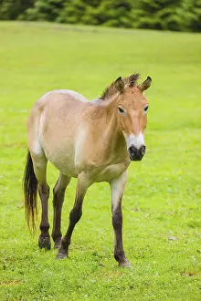A Przewalski's horse (Equus ferus przewalskii or Equus przewalskii)