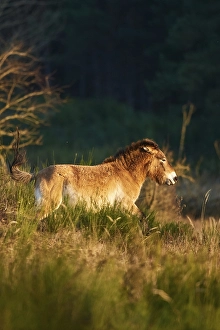 Przewalski's horse (Equus ferus przewalskii) in evening light