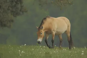 Przewalski's horse (Equus ferus przewalskii) in flower meadow with dandelions