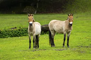 Przewalski's horse (Equus ferus przewalskii) standing on a meadow
