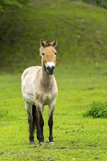 Przewalski's horse (Equus ferus przewalskii) standing on a meadow