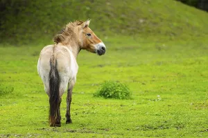 Przewalski's horse (Equus ferus przewalskii) standing on a meadow