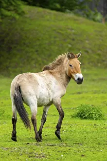Przewalski's horse (Equus ferus przewalskii) standing on a meadow