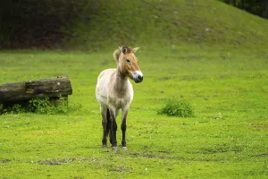 Przewalski's horse (Equus ferus przewalskii) standing on a meadow