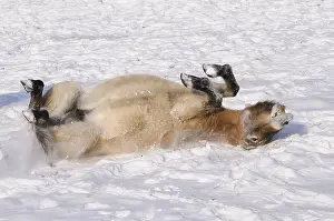 Przewalski's horse playfully rolling in the snow