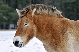 Przewalski's Horse (Przewalski's Horse)