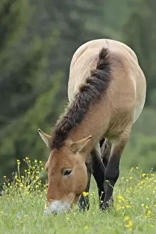 Przewalski's horse<br>Przewalski's horse
