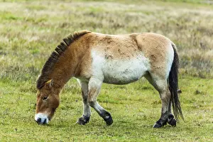 Przewalski's horse<br>Przewalski's horse