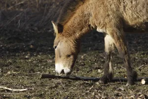 Przewalski's horse<br> Przewalski's horse