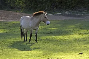 Przewalski's horse<br> Przewalski's horse
