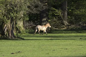 Przewalski's horse<br> Przewalski's horse