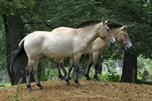 Przewalski's horse<br> Przewalski's horse