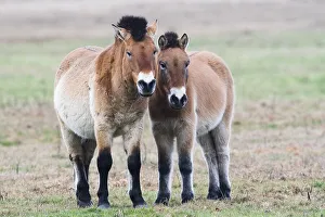 Przewalski's Horses (Equus ferus przewalskii)
