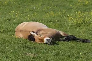 Przewalski's wild horse (Equus ferus przewalskii)