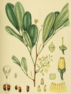 Pseudocarapa championii, native to Southeast Asia