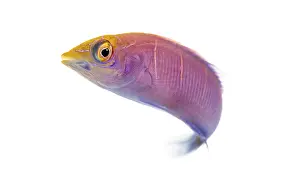 Pseudocheilinus ocellatus, also known as white barred pink wrasse or white barred wrasse