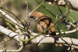 Pseudoseisura lophotes, bird that inhabits South America
