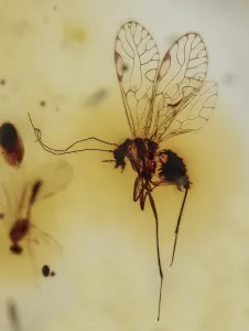 Psocoptera in Amber, Colombia, Pliocene 10 MYO