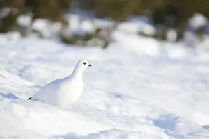 Ptarmigan (Lagopus lagopus) in the morning