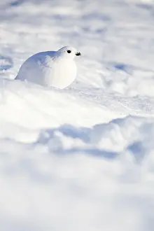 Ptarmigan (Lagopus lagopus) in the morning sun