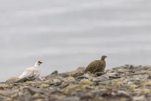 Ptarmigan (Lagopus), Pair, Chicken birds (Galliformes)