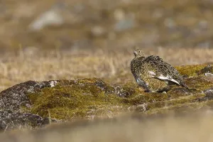 Ptarmigan (Lagopus), Pair, Chicken birds (Galliformes)