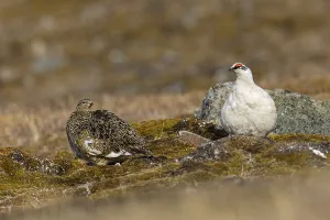 Ptarmigan (Lagopus), Pair, Chicken birds (Galliformes)