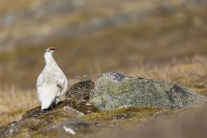Ptarmigan (Lagopus), Pair, Chicken birds (Galliformes)