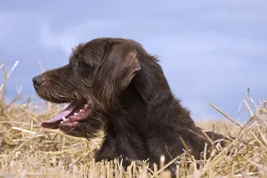 Pudelpointer, hunting dog, portrait