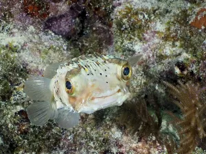 A pufferfish, brown spotted hedgehogfish (Diodon holocanthus)