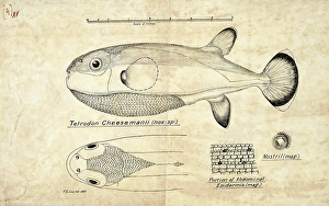 Pufferfish, Tetraodon cheesmanii, Pufferfish, Fish, Reproduction of an original, by Frank Edward Clarke (b. 1849, d. 1899), ichthyologist and scientific draughtsman