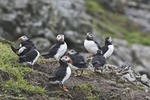 Puffin (Fratercula arctica)